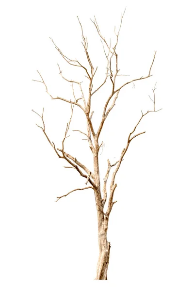Martwe Drzewo Odizolowane Białym Tle Obraz — Zdjęcie stockowe