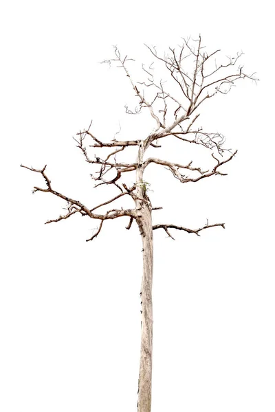 Mrtvý Strom Bílém Pozadí Thajsku — Stock fotografie