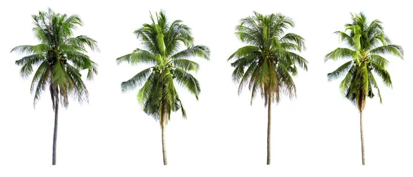 coconut trees on white background - Image