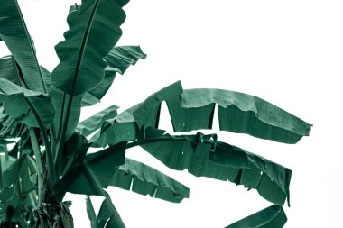 Tropik yapraklar, mavi-yeşil yapraklar, doğal yapraklar.