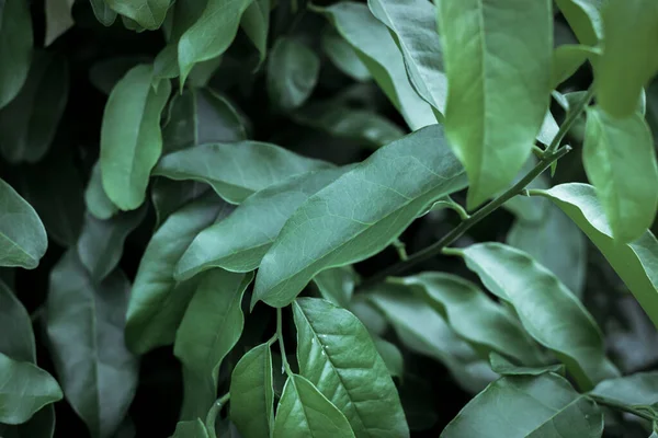 Tropical leaves, blue-green leaves, natural leaves