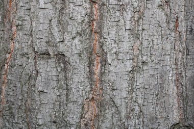 kuru ağaç kabuğu dokusu arkaplanı - Resim