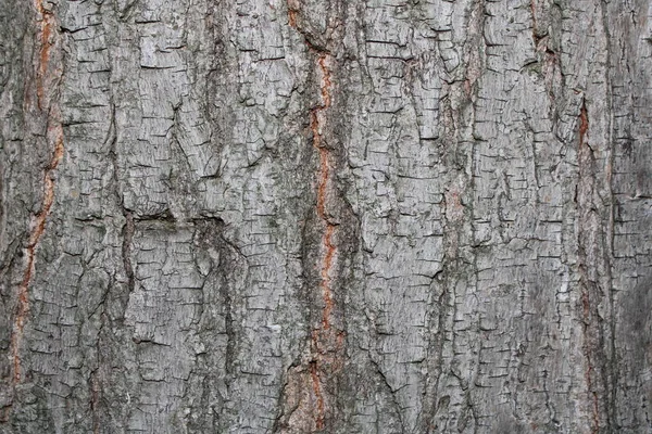 Torr Träd Bark Textur Bakgrund Bild — Stockfoto