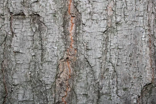 Fondo Textura Corteza Árbol Seco Imagen — Foto de Stock