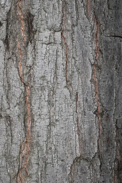 Suchý Strom Kůra Textura Pozadí Obrázek — Stock fotografie