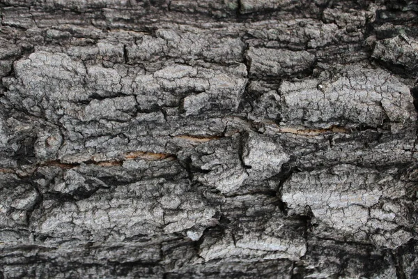 背景树皮 树皮图像的粗糙表面 — 图库照片