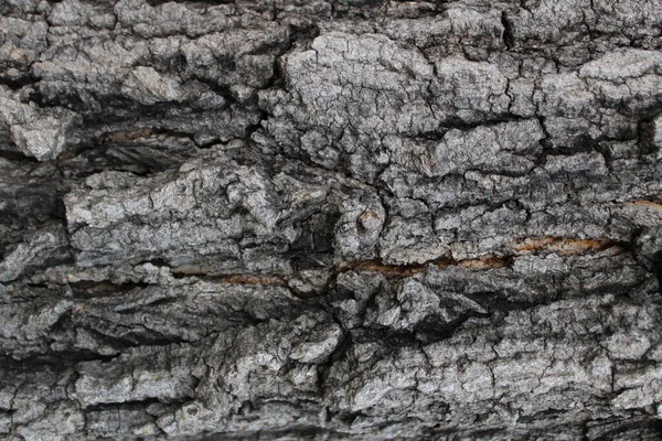 Background Bark Rough Surface Bark Image — Stock Photo, Image