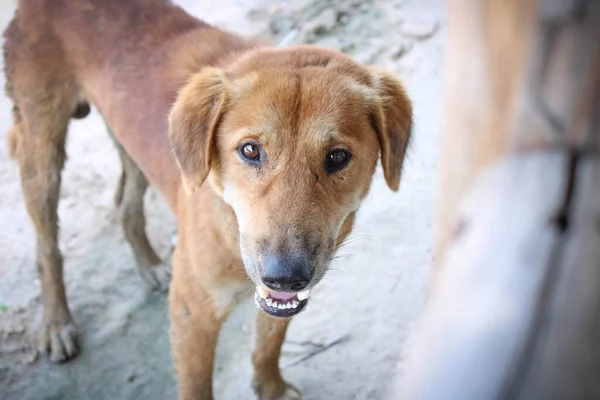 Коричневі Бездомні Собаки Голодні — стокове фото