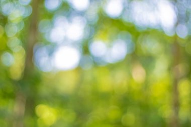 Bokeh, yaprak bulanıklığı, yeşil yaprakların arasında parlayan ışık, arka plan