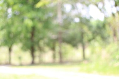 Bokeh, yeşil ve beyaz yapraklar