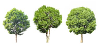 Beyaz arka planda üç ağaç, çalılık