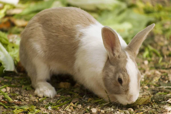 Conejo Mascota Marrón Claro Blanco — Foto de Stock