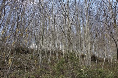 Bir kestane ağaç kış görünümü