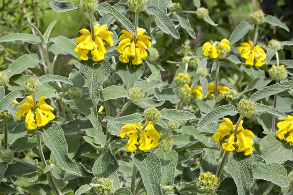 Phlomis fruticosa (sauge de Jérusalem ) — Photo