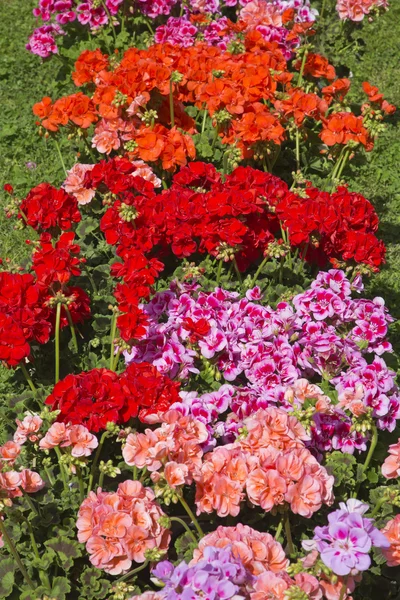 Multi colored Pelargoniums collection — Stock Photo, Image