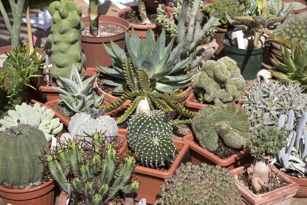 Colección de plantas suculentas — Foto de Stock