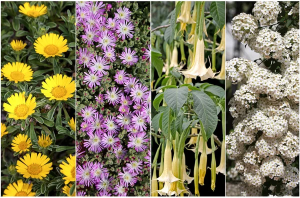 Collage di quattro fiori primaverili — Foto Stock