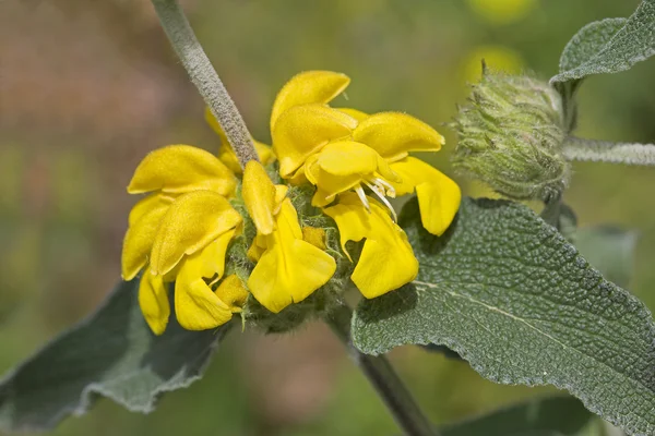 Phlomis fruticosa (Jerusalem adaçayı)