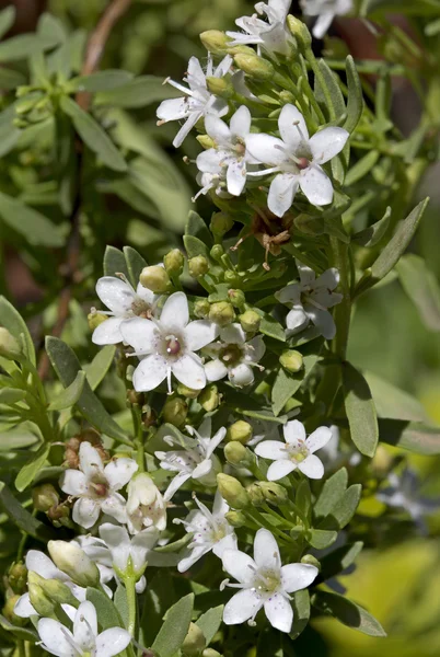 Myoporum parvofolium çiçek