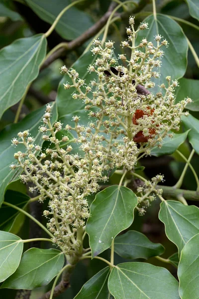 Oreopanax Capitatus Een Struik Uit Familie Araliaceae — Stockfoto