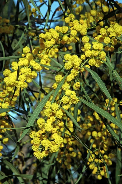 Acacia longifolia - uzun yapraklı wattle