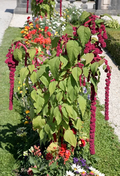 (Amaranthus caudatus) — Stock Fotó