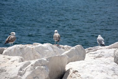 kayaların üzerinde üç martılar