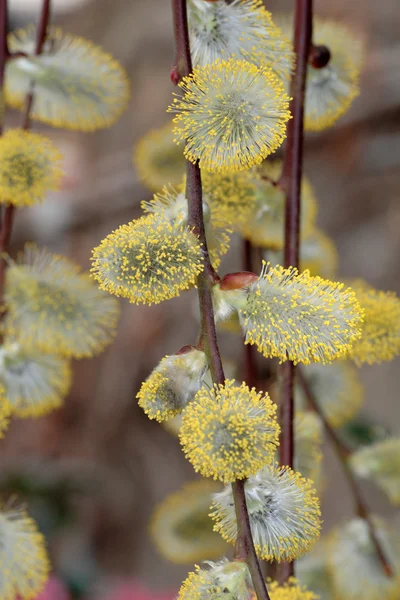 Salix caprea Kilmarnock — Photo