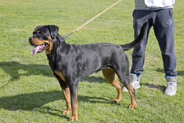 Dişi Rottweiler numune bir sergi
