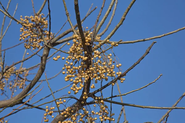 Melia azedarach frutas — Foto de Stock