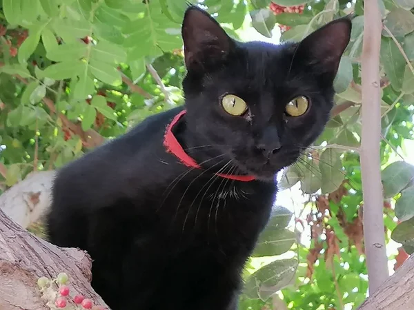 Gato Mirando Fijamente Con Curiosidad — Φωτογραφία Αρχείου