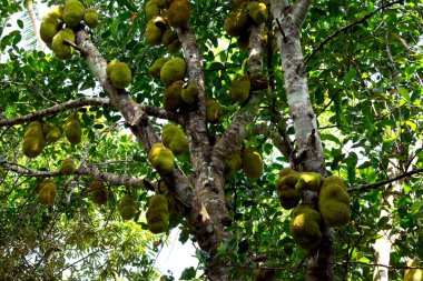 Afrika Tanzanya Zanzibar Meyve Çiftliği Jackfruit