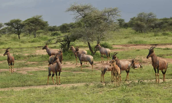 Africa Tanzania Wildlife Sanctuary Serengeti National Park December 2020