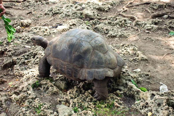 Diciembre 2020 África Zanzíbar Tortuga Isla Tortuga —  Fotos de Stock