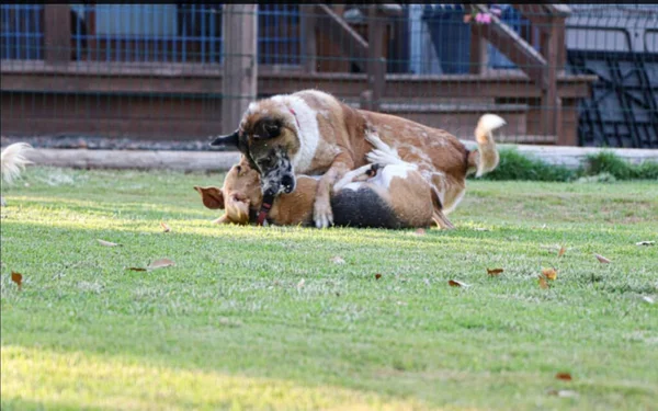 Deux Chiens Battant Avec Amour — Photo