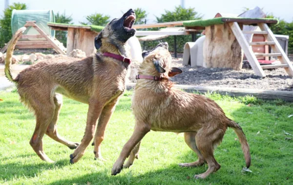 Две Собаки Смеются Над Своей Жизнью — стоковое фото