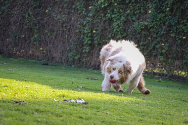 Otlakta gezinen bir köpek 