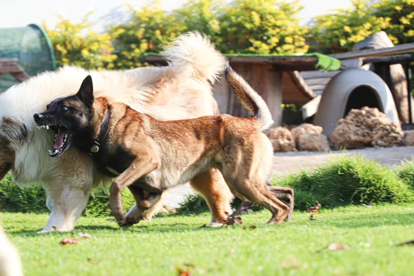 Chien Aboie Côté Son Ami — Photo