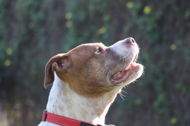 Bir köpek gökyüzüne umutla bakar.