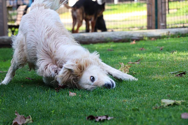 Perro Fortalece Los Músculos Espalda — Foto de Stock