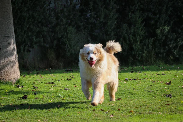 Cão Está Espera Algo — Fotografia de Stock