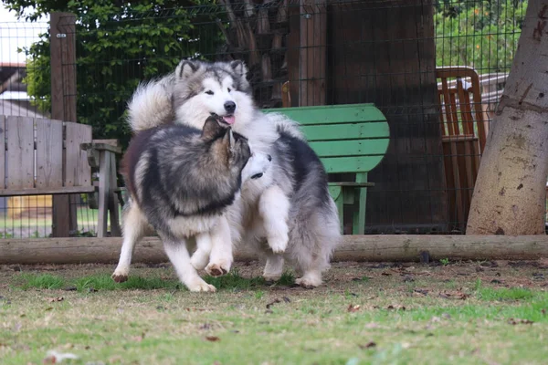 Две Собаки Веселятся — стоковое фото