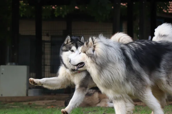 Двоє Собак Розважаються Разом — стокове фото
