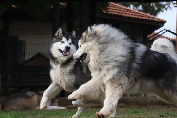 Two Dogs Have Fun Together — Stock Photo, Image