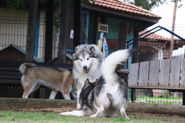 Две Собаки Ждут Ожидании — стоковое фото