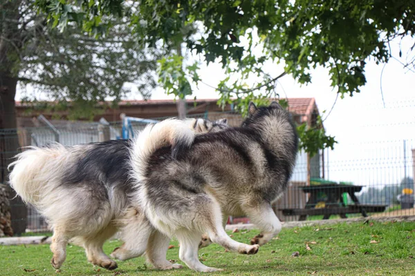 Две Собаки Профиле — стоковое фото