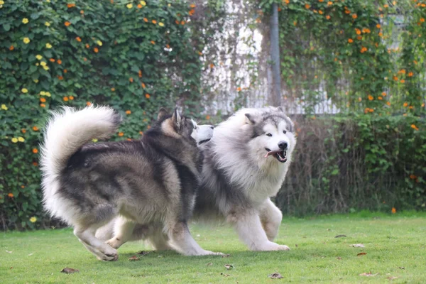 Twee Honden Kijken Uit Naar Iets — Stockfoto