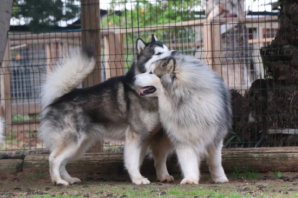 Две Собаки Виляют Хвостом — стоковое фото
