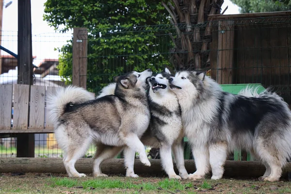 Любовь Между Тремя Собаками — стоковое фото