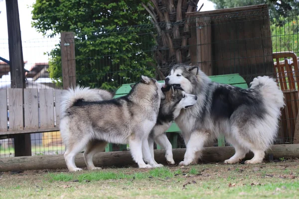 Liefde Tussen Drie Honden — Stockfoto